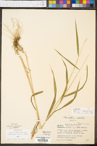 Elymus hystrix image