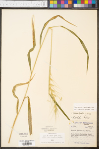 Elymus hystrix image