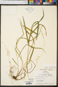 Elymus hystrix image