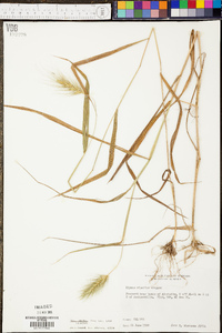 Elymus glabriflorus image