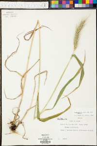 Elymus glabriflorus image