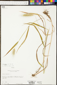 Elymus glabriflorus image