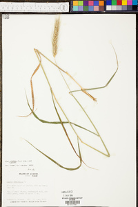 Elymus glabriflorus image