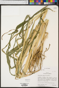 Echinochloa walteri image