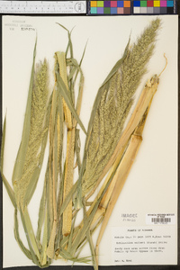 Echinochloa walteri image