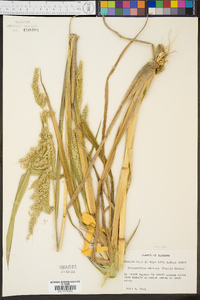 Echinochloa walteri image