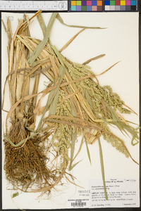 Echinochloa muricata var. microstachya image