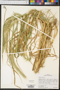 Elymus glabriflorus image