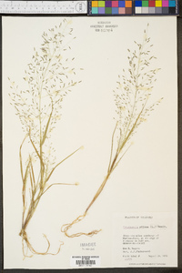 Eragrostis pilosa image