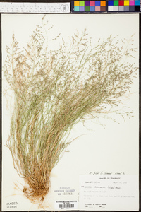 Eragrostis pilosa image