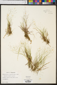 Eragrostis frankii image