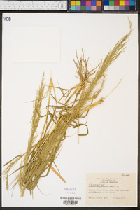 Eragrostis japonica image