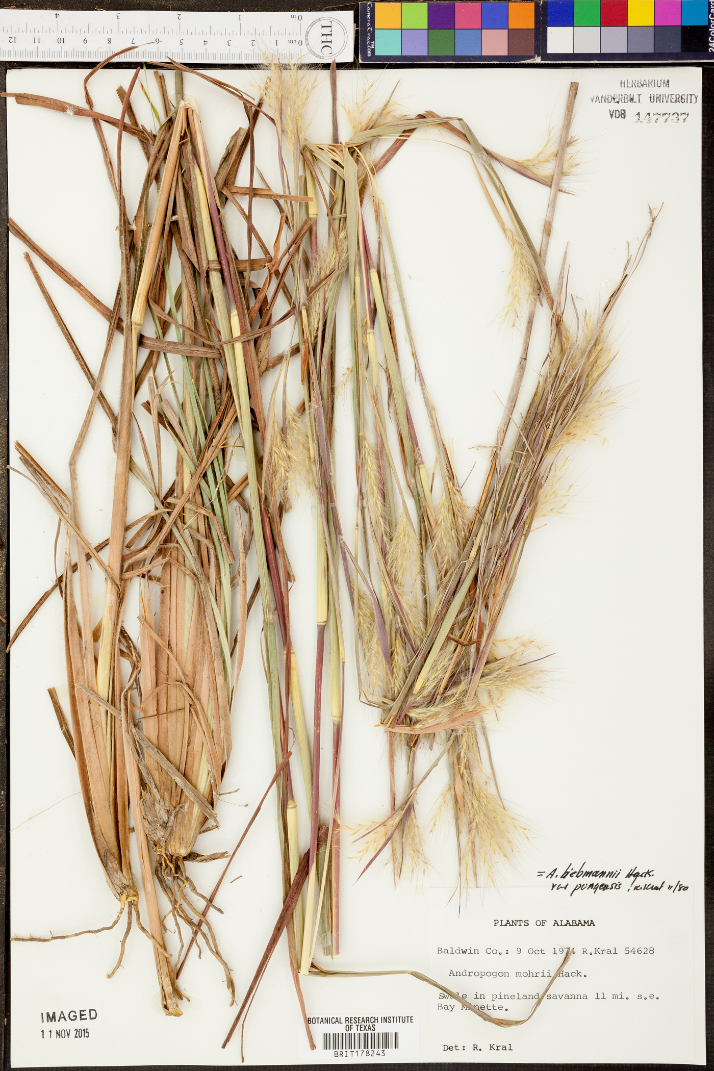 Andropogon liebmannii var. pungensis image