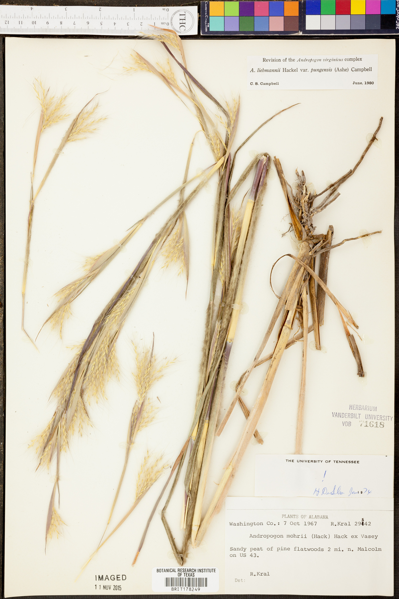 Andropogon liebmannii image