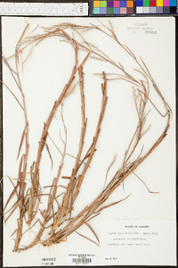 Andropogon maritimus image