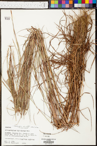 Schizachyrium sanguineum var. hirtiflorum image