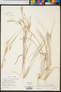 Andropogon virginicus var. glaucus image