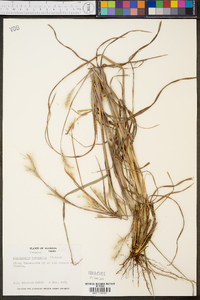 Andropogon ternarius image