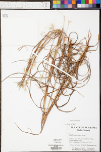 Andropogon ternarius image