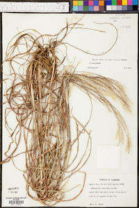 Andropogon ternarius image