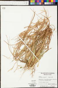 Andropogon stolonifer image