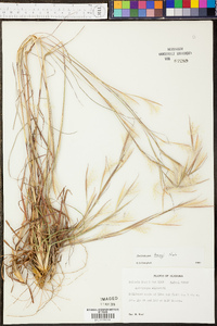 Andropogon tracyi image