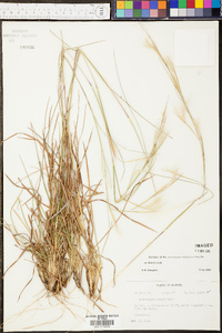 Andropogon tracyi image