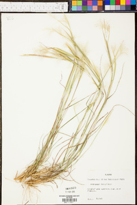 Andropogon tracyi image