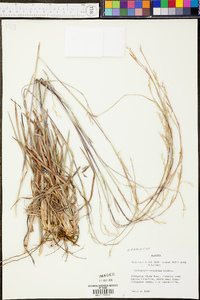 Andropogon ternarius image