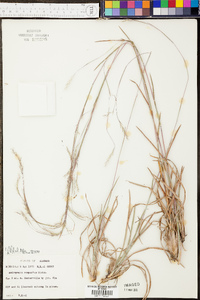 Andropogon glomeratus image