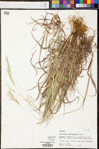 Bothriochloa saccharoides image