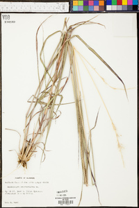 Bothriochloa saccharoides image