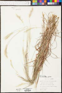 Bothriochloa saccharoides image