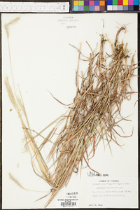 Bothriochloa saccharoides image