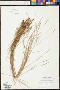 Schizachyrium tenerum image