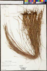 Schizachyrium tenerum image