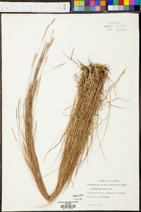 Schizachyrium tenerum image