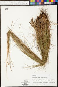 Schizachyrium tenerum image