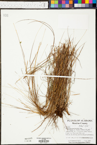 Schizachyrium tenerum image