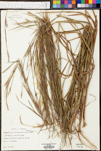 Schizachyrium scoparium var. scoparium image