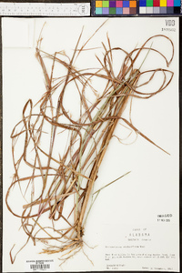 Andropogon stolonifer image