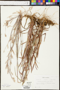 Andropogon stolonifer image