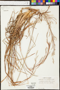 Andropogon stolonifer image