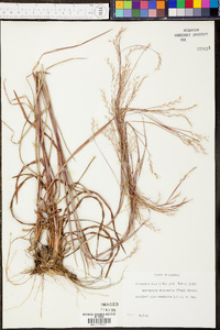 Andropogon stolonifer image