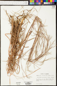 Andropogon stolonifer image