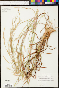 Andropogon stolonifer image