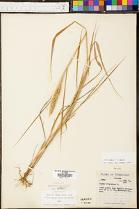 Schizachyrium tenerum image