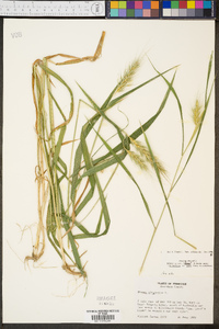 Elymus macgregorii image