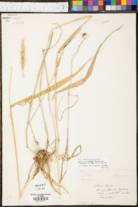 Andropogon stolonifer image