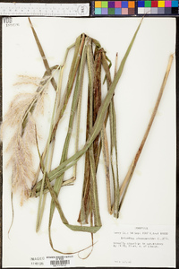 Saccharum alopecuroides image